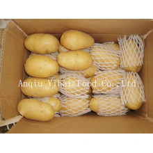 Meilleure qualité Nouvelle récolte Holland Potato
